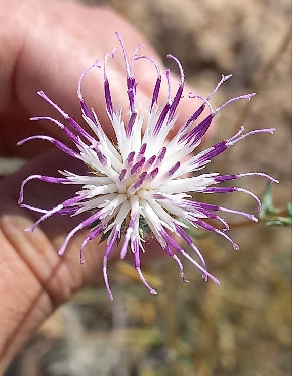 Image of Cousinia krauseana specimen.