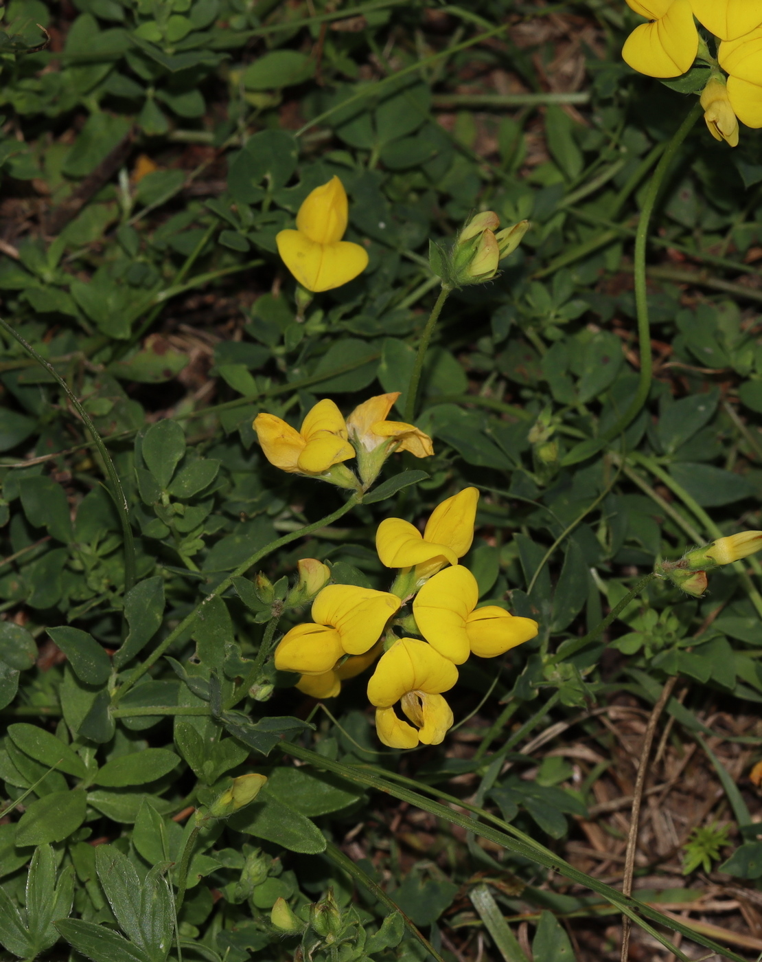 Изображение особи Lotus corniculatus.