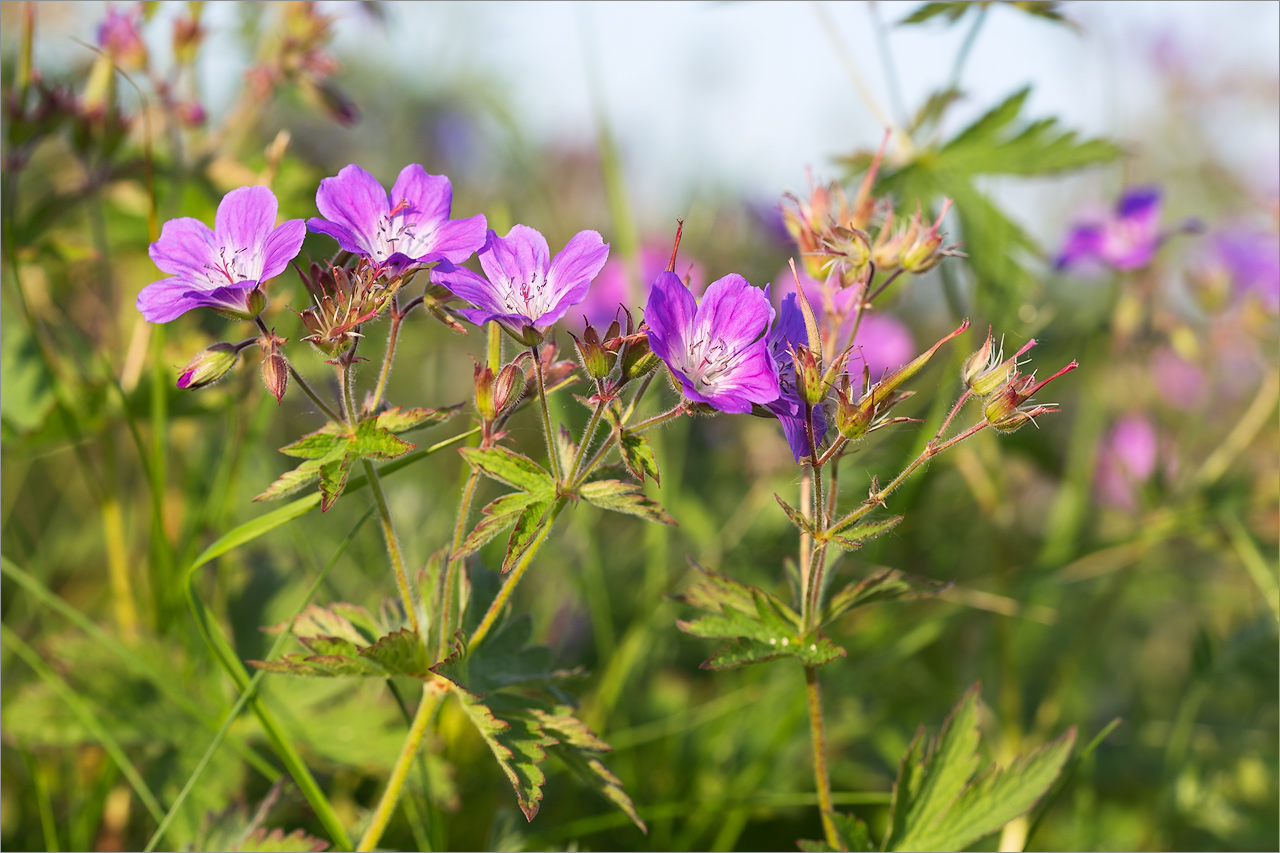 Изображение особи Geranium sylvaticum.