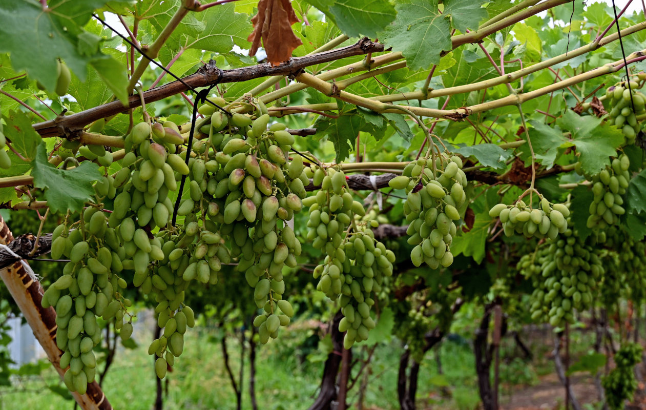 Image of Vitis vinifera specimen.