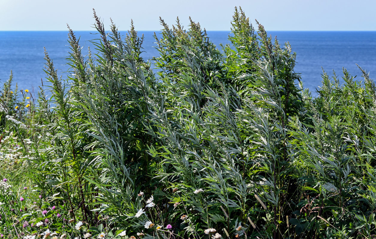 Image of Artemisia montana specimen.