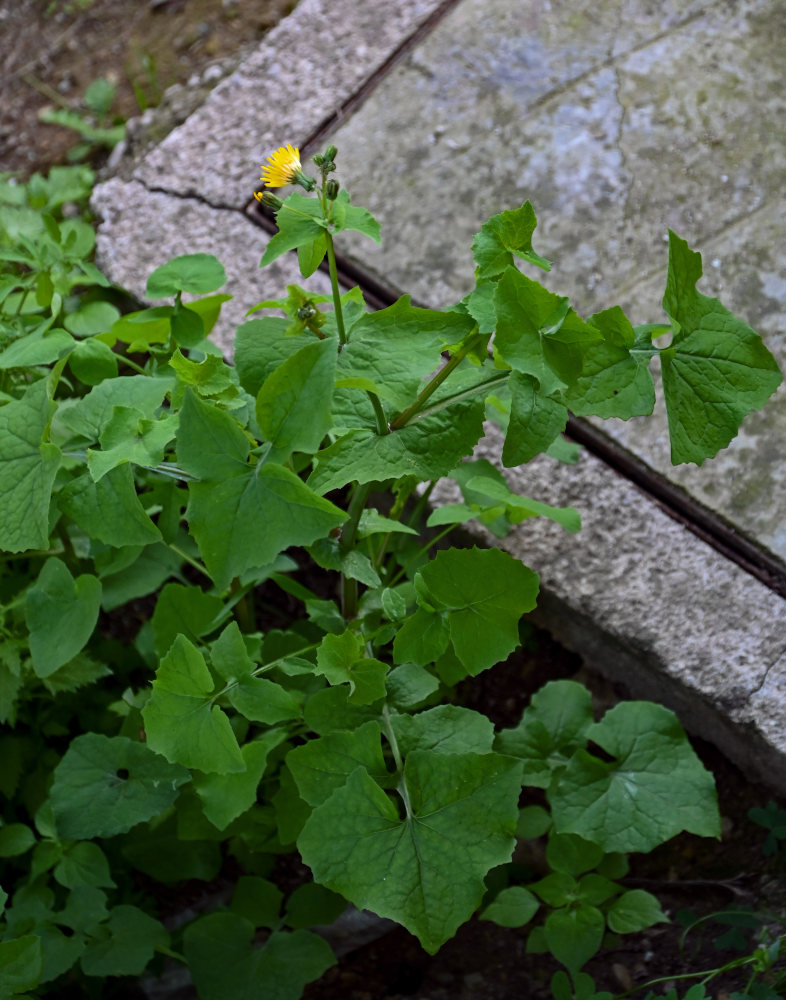 Изображение особи Sonchus oleraceus.