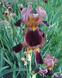 Iris × hybrida