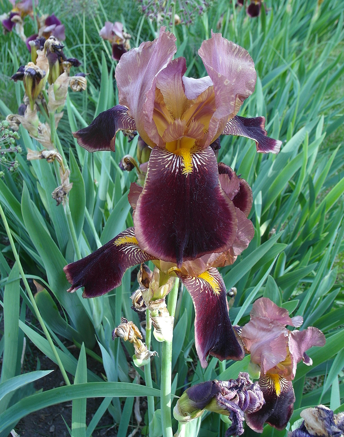 Image of genus Iris specimen.