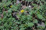 Tribulus terrestris