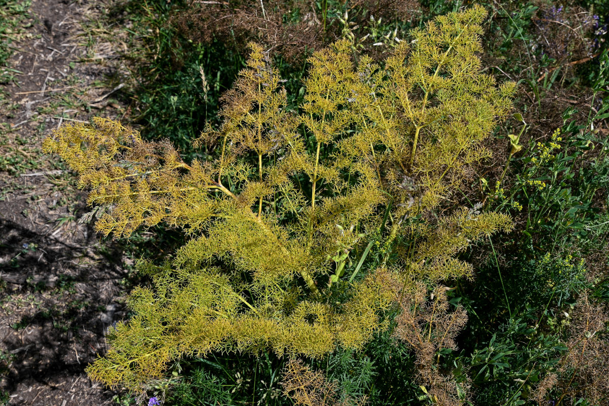 Image of Prangos ferulacea specimen.