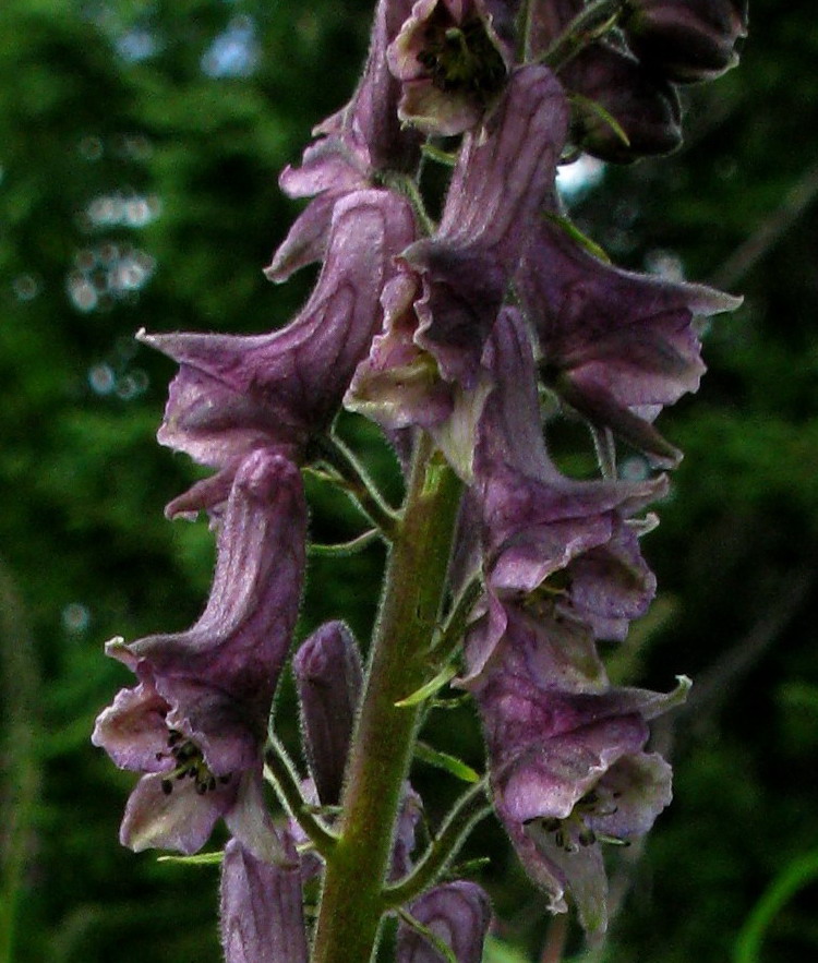 Image of Aconitum bujbense specimen.