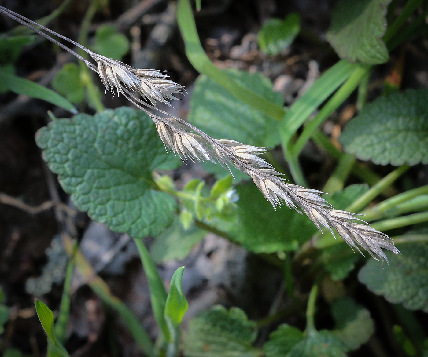 Изображение особи Dactylis glomerata.