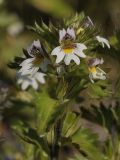 Euphrasia brevipila. Цветки и завязавшиеся плоды на верхушке растения. Мурманск, сопка Горелая. 19.08.2008.