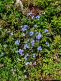 Myosotis amoena. Цветки на фоне листьев Geranium robertianum. Краснодарский край, г/о Сочи, Адлерский р-н, долина р. Мзымта чуть выше с. Эстосадок, опушка леса. 16.04.2022.