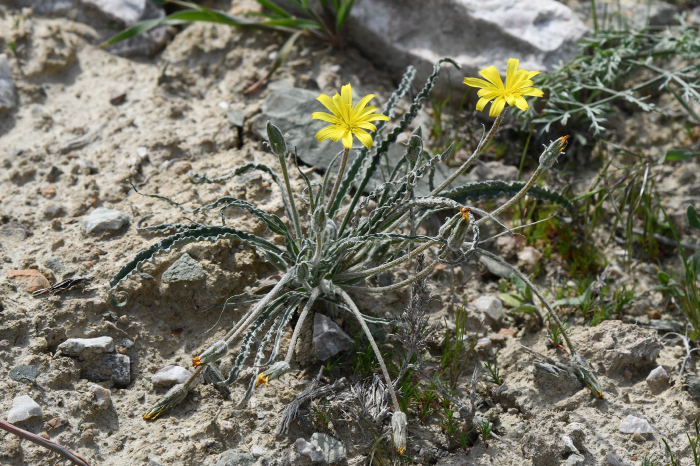 Изображение особи Scorzonera circumflexa.