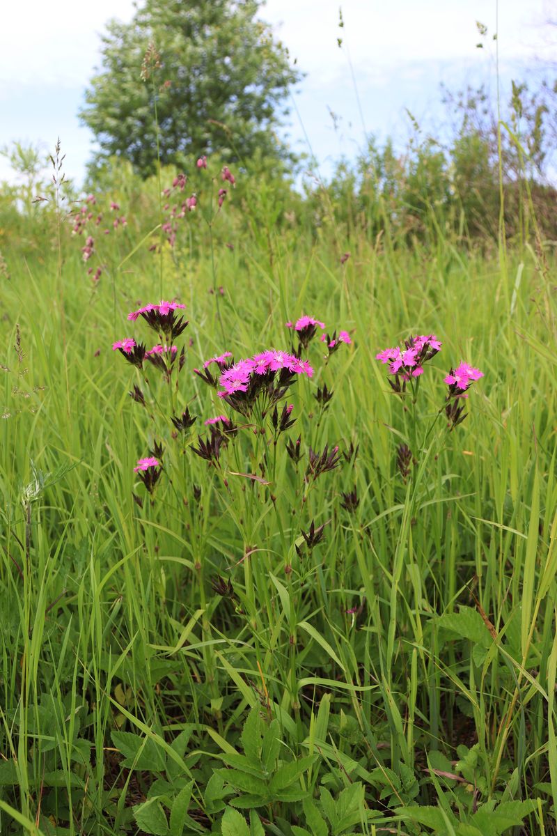 Изображение особи Dianthus barbatus.