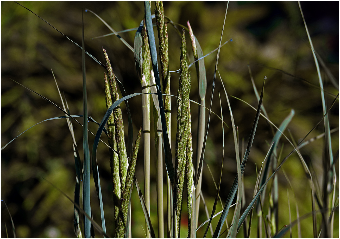 Image of Calamagrostis epigeios specimen.