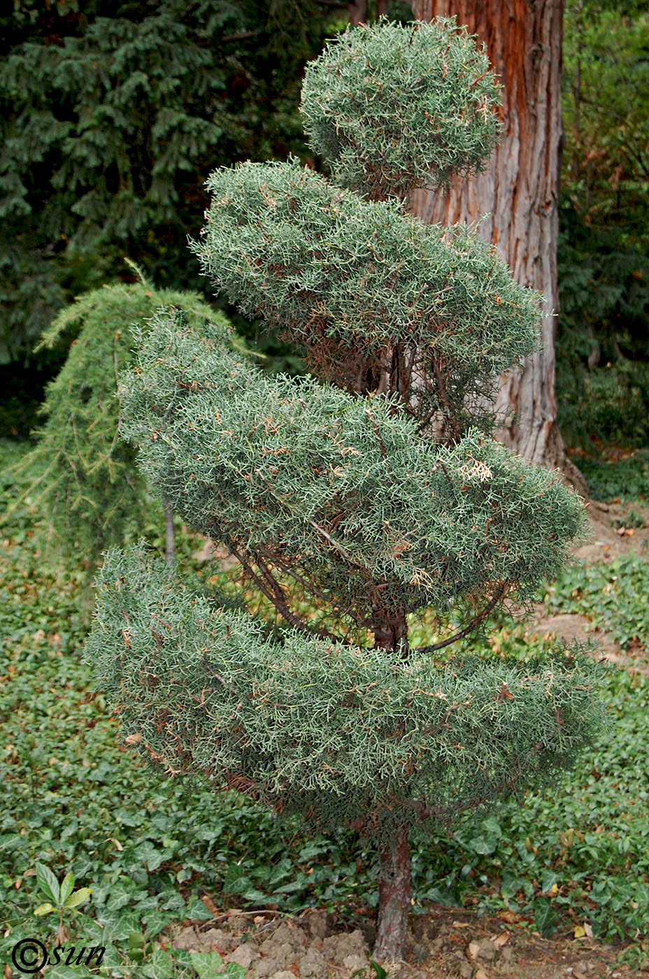 Изображение особи Juniperus virginiana.