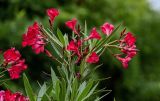 Nerium oleander