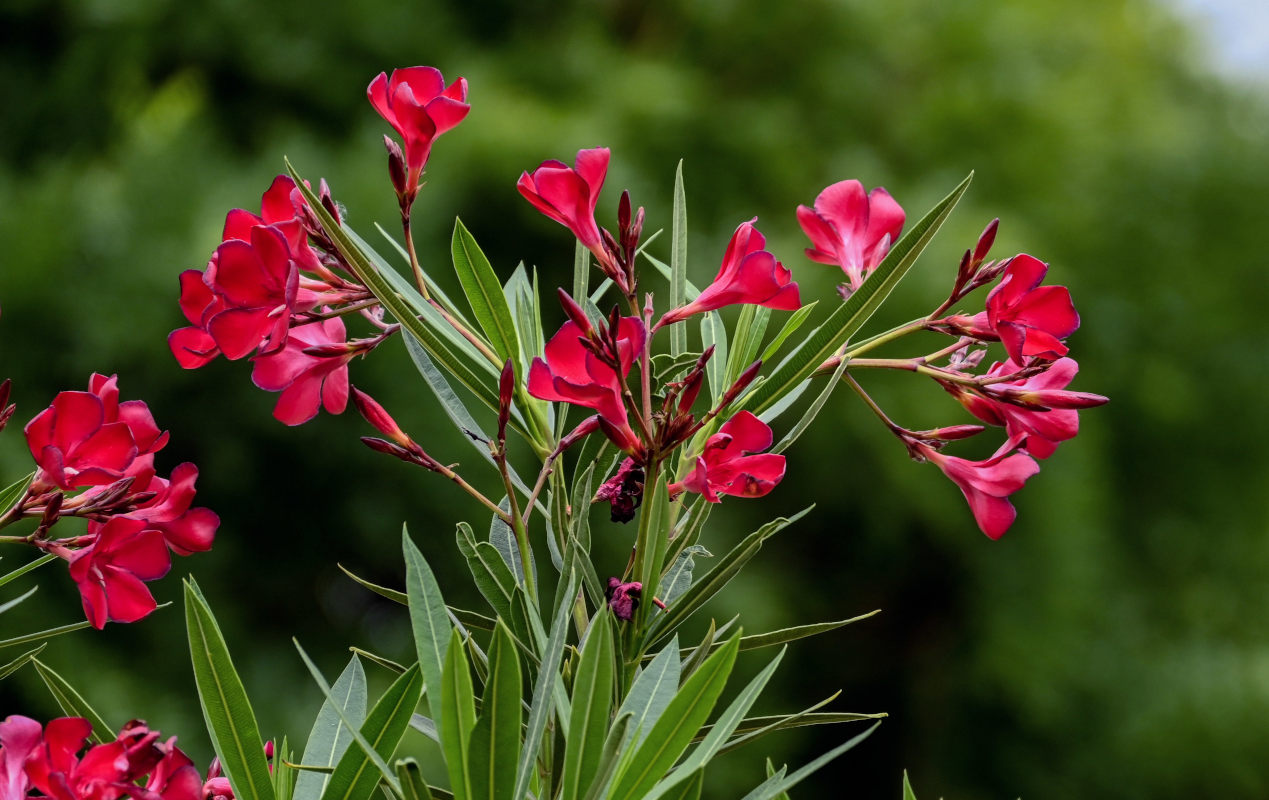 Изображение особи Nerium oleander.