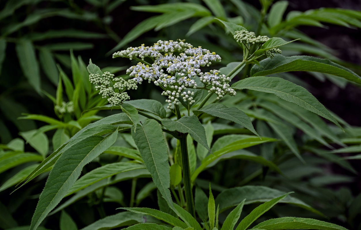 Image of Sambucus ebulus specimen.