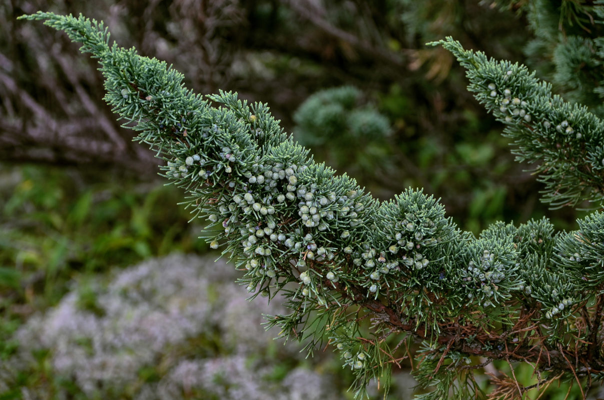 Изображение особи Juniperus sargentii.