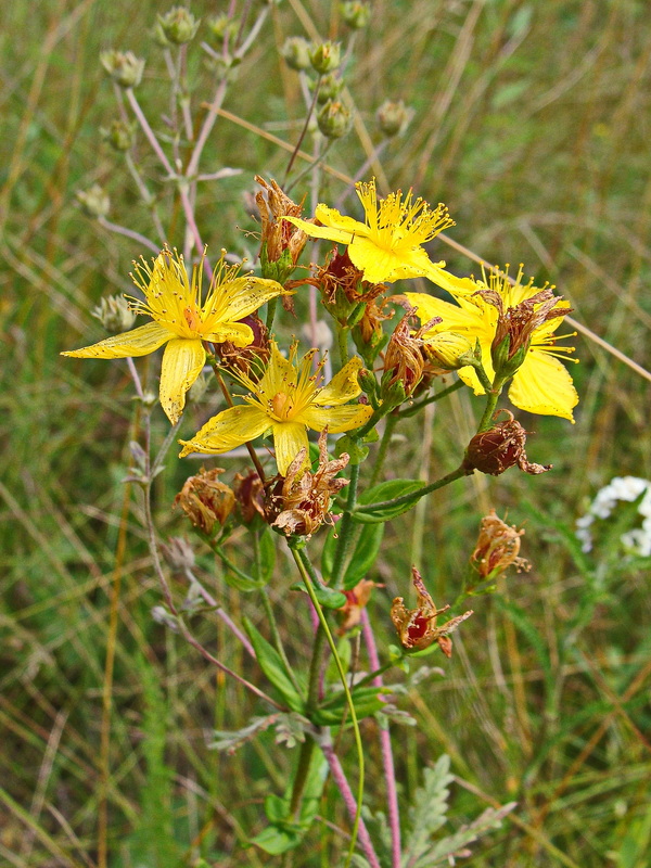 Image of Hypericum attenuatum specimen.