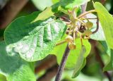 Actinidia chinensis var. deliciosa