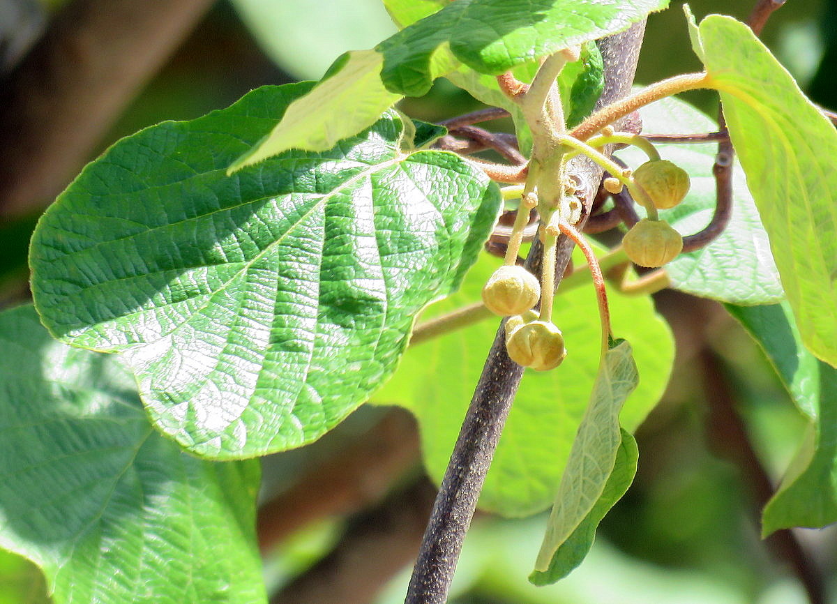 Image of Actinidia chinensis var. deliciosa specimen.