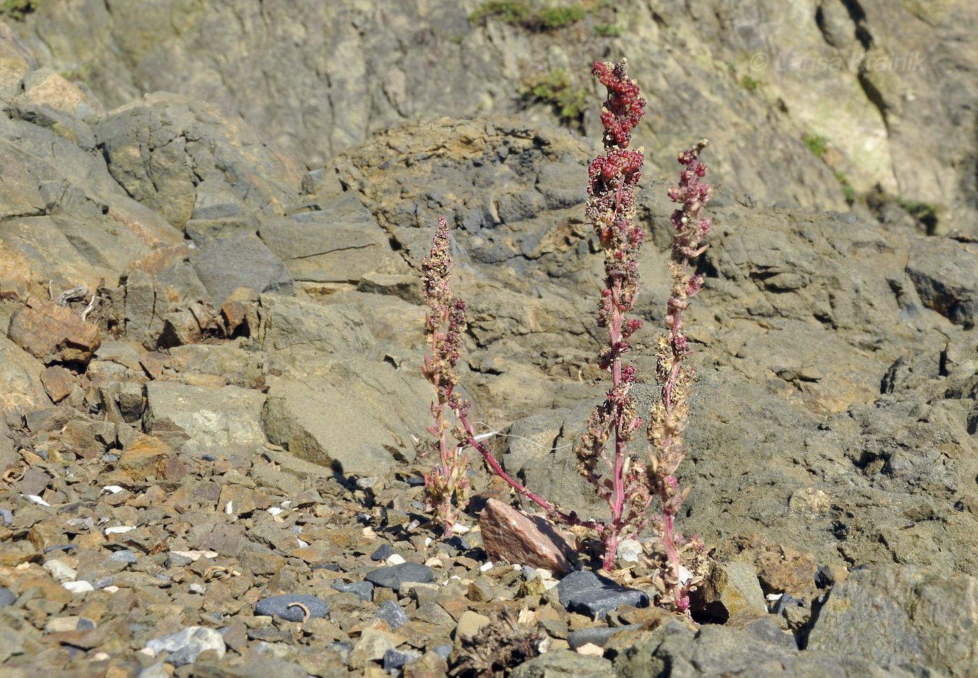 Image of familia Chenopodiaceae specimen.