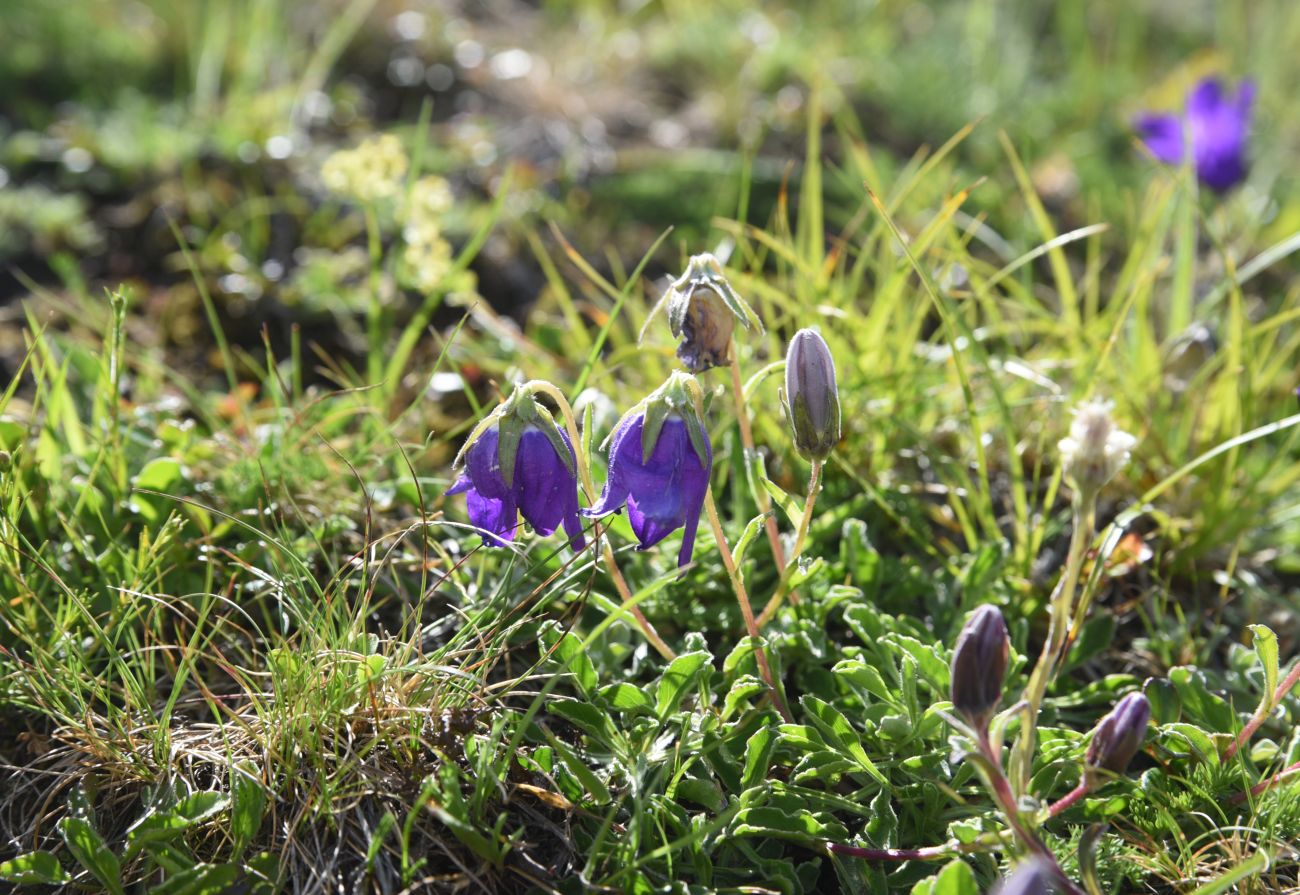 Изображение особи род Campanula.