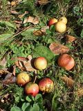 Pyrus ussuriensis. Опавшие созревшие плоды. Хабаровский край, окр. г. Комсомольск-на-Амуре, зарастающий пустырь. 23.09.2024.