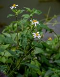 Bidens pilosa. Верхушки побегов с соцветиями. Китай, Гуанси-Чжуанский автономный р-н, г. Яншо, берег пруда, у воды. 31.05.2024.