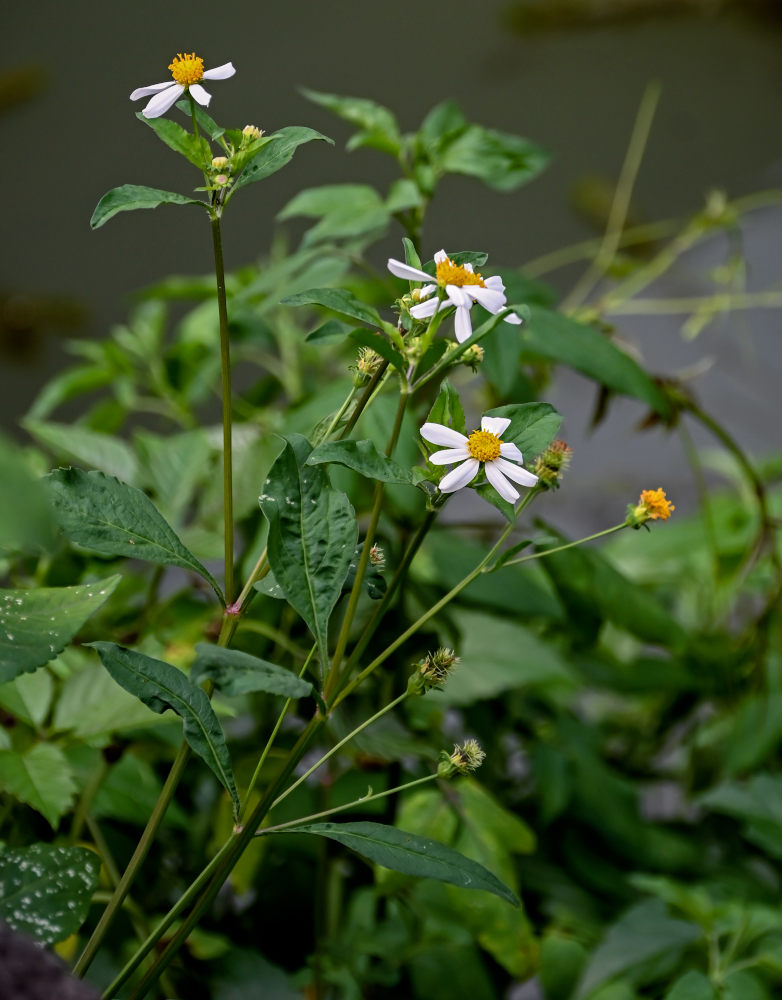 Image of Bidens pilosa specimen.