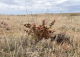 Salsola acutifolia. Плодоносящее растение. Калмыкия, 111 км трассы Астрахань — Элиста, окр. пос. Дрофиный, полынно-злаковая степь. 27.10.2024.