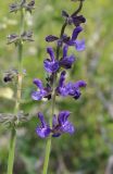 Salvia stepposa