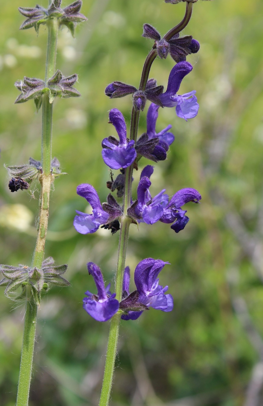 Image of Salvia stepposa specimen.