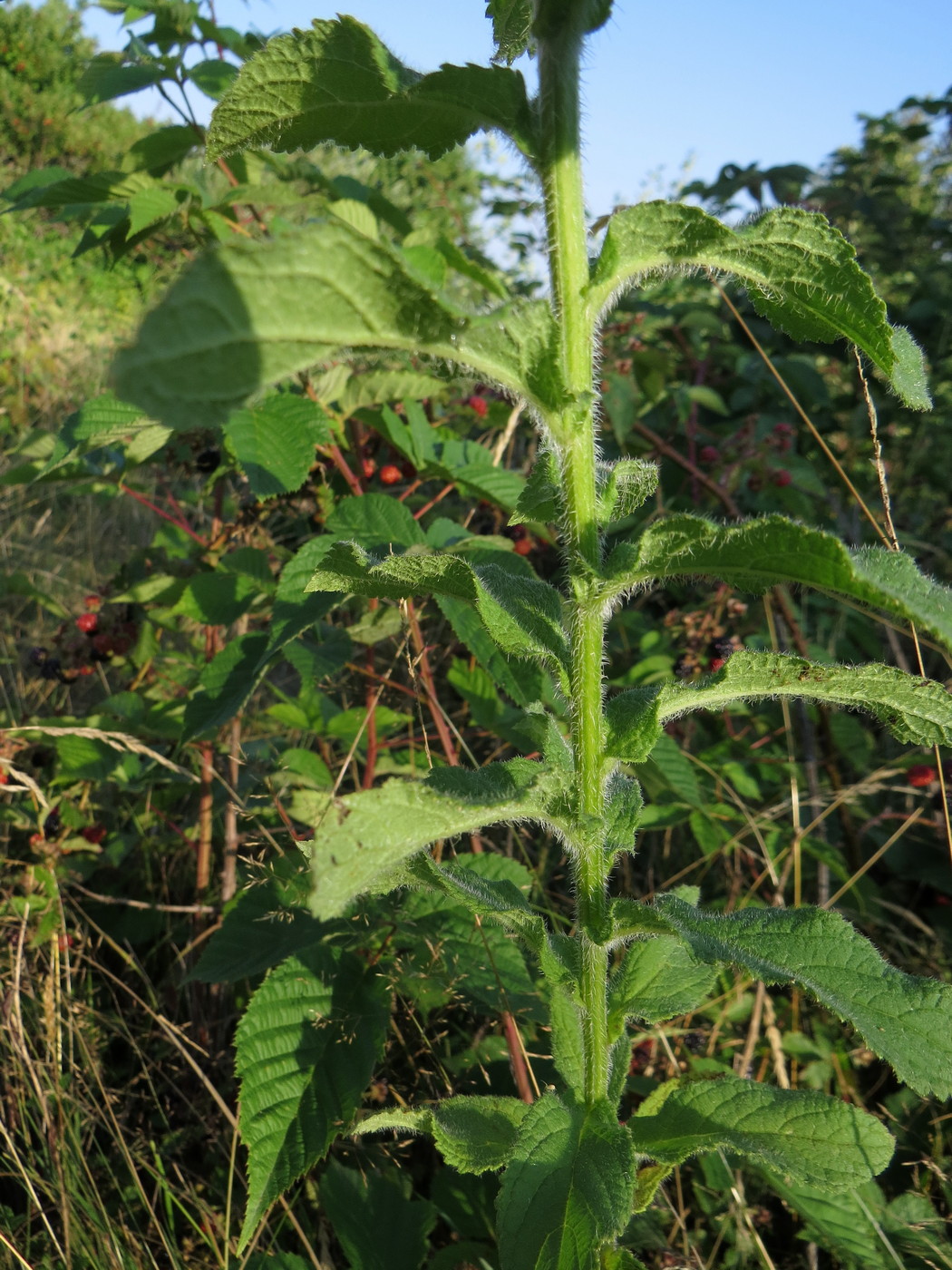 Image of Gadellia lactiflora specimen.