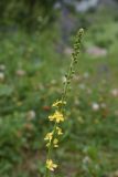 Agrimonia eupatoria. Соцветие. Чечня, Шаройский р-н, долина р. Цесиахк, рядом с домом Мансура, выс. ок. 1500 м н.у.м., луг. 28 июня 2024 г.