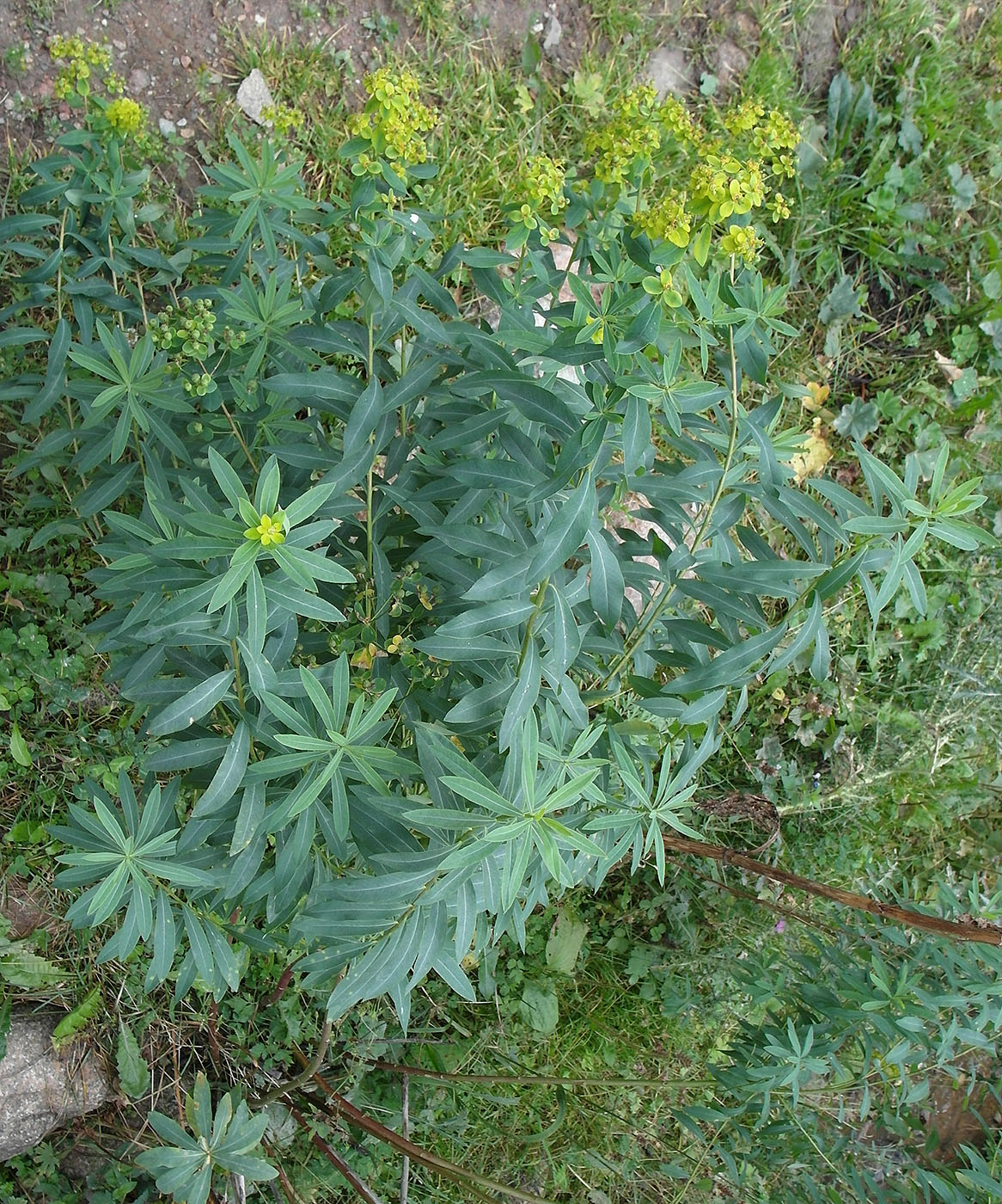 Image of Euphorbia lamprocarpa specimen.