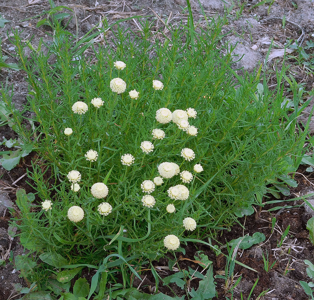 Image of Santolina virens specimen.