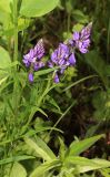 Polygala hybrida