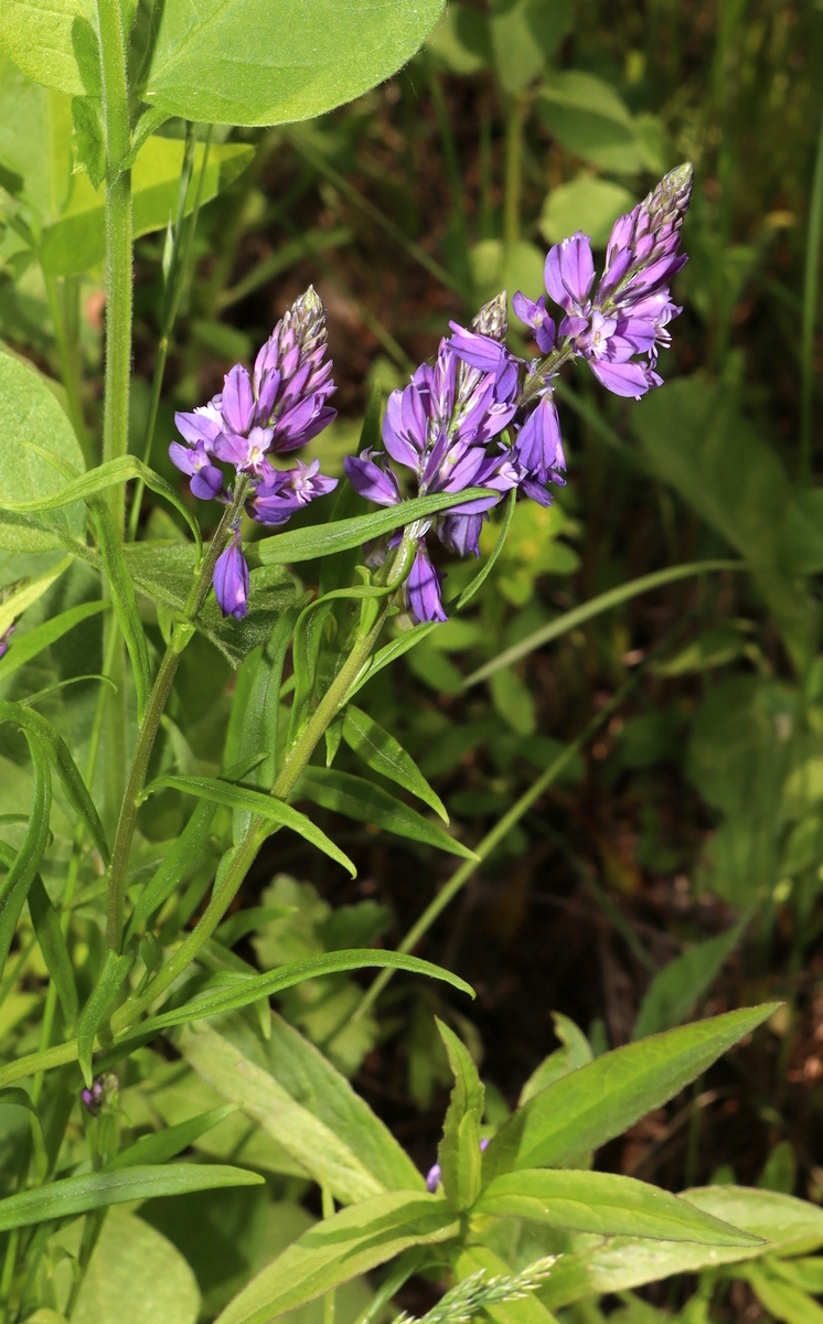 Изображение особи Polygala hybrida.