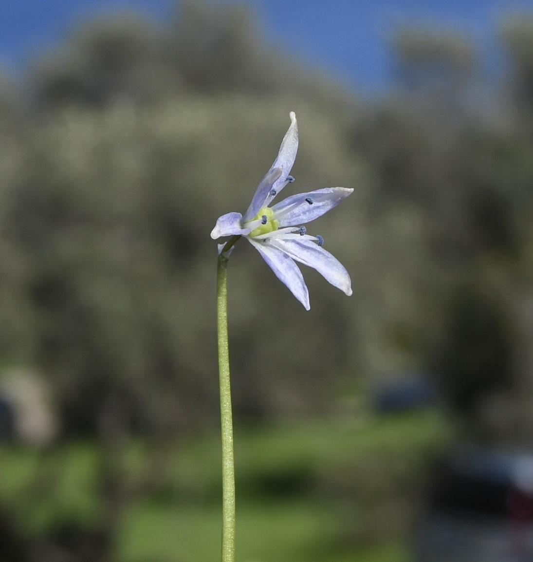 Image of Scilla morrisii specimen.