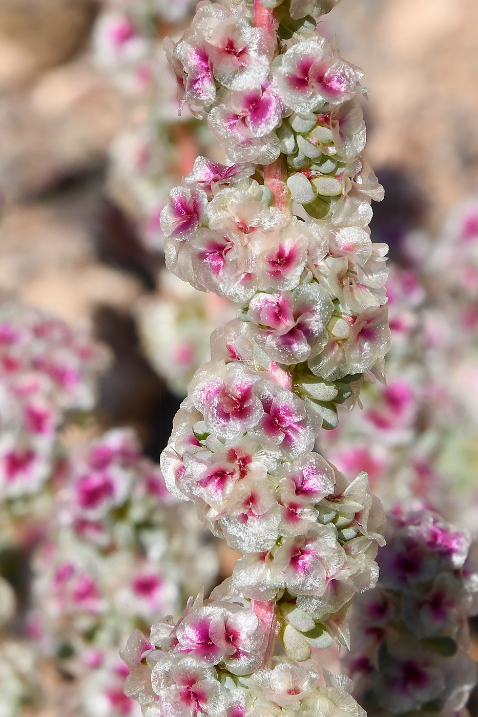 Изображение особи Halogeton glomeratus.