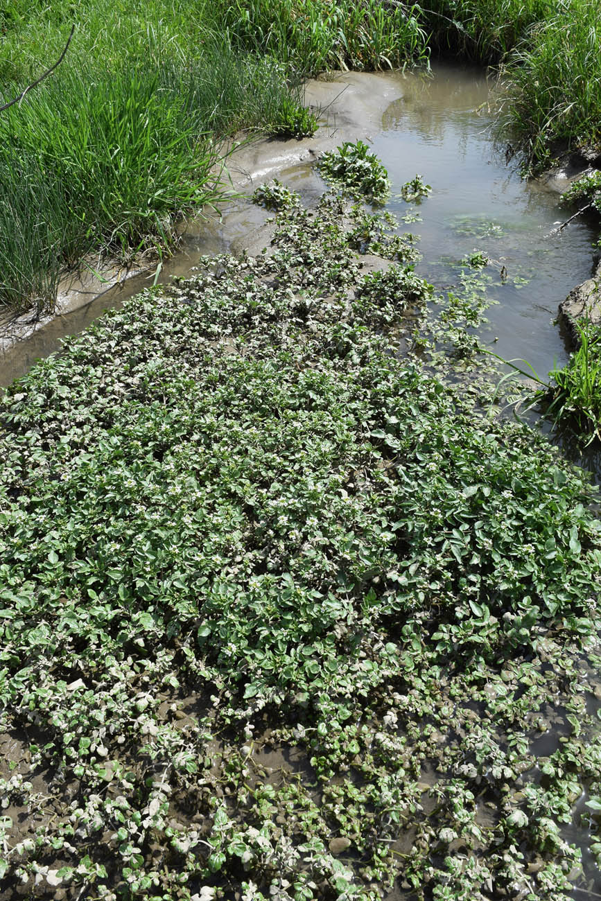 Image of Nasturtium officinale specimen.