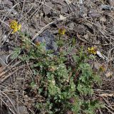 Смотреть изображение Corydalis speciosa