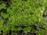 Смотреть изображение Bryum schleicheri