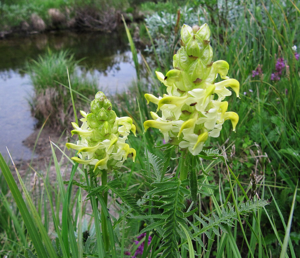 Image of Pedicularis compacta specimen.