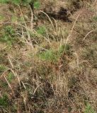 Смотреть изображение Phleum phleoides