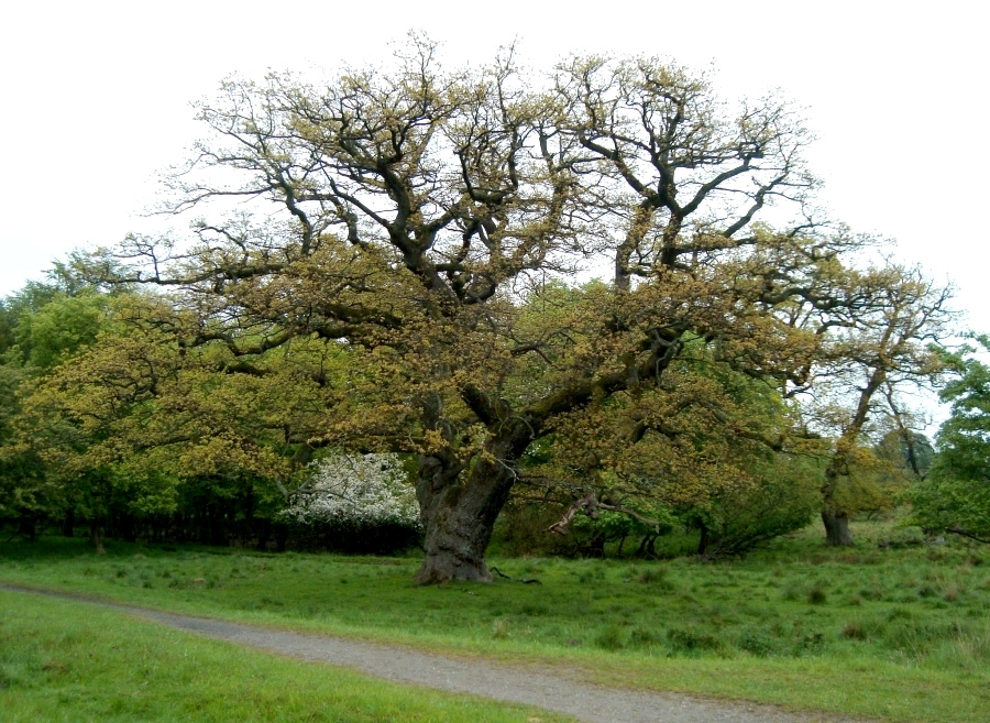 Image of Quercus robur specimen.