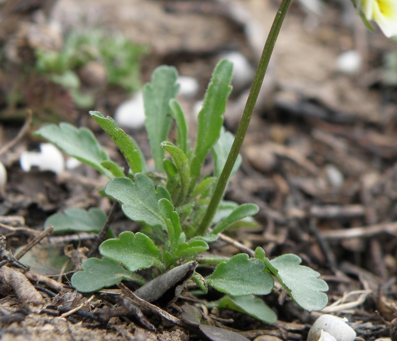 Image of Viola arvensis specimen.