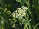 View full-size image Achillea arabica