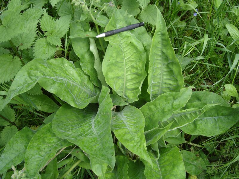 Image of Pulmonaria mollis specimen.